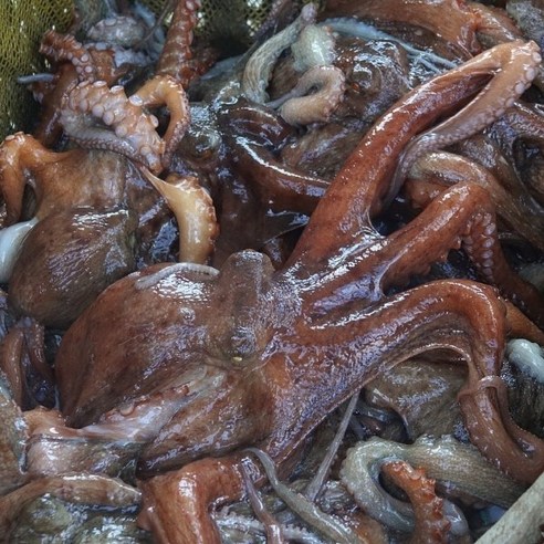 특별한 날, 남해안 활 돌문어로 잊지 못할 미식 경험을 선사하세요!