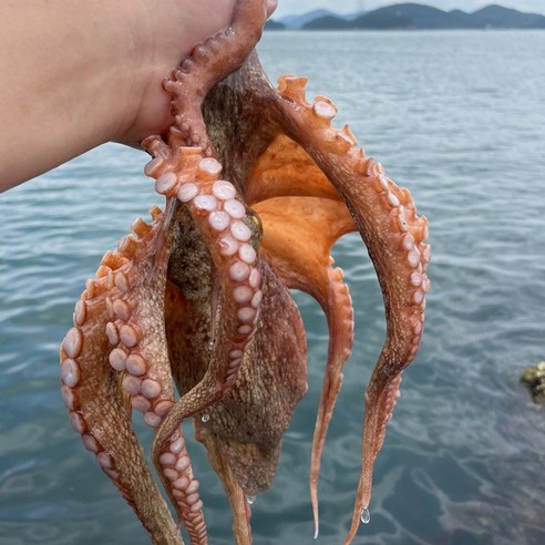 통영에서 직송된 신선한 당일조업 자연산 생물 돌문어