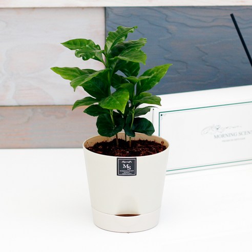 아침향기 공기정화식물 기능성 에코화분 아이보리, (에코화분/아이보리) 커피나무, 1개