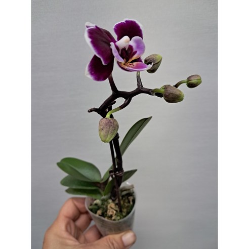 작은 변화로 삶에 힐링을 더하는 초소형 미니 호접란