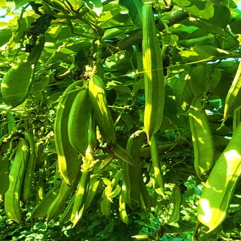 향긋한 구수함으로 속 편안하게! 100% 국내산 작두콩 볶음차