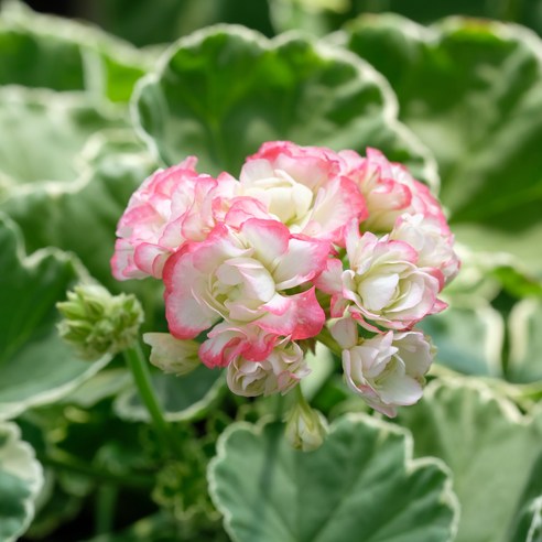 삭막한 일상에 활력을! 로즈버드 유럽제라늄으로 나만의 작은 정원을