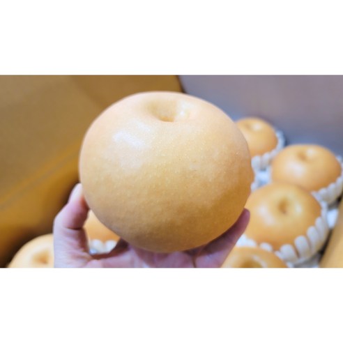 신고배 프리미엄 최상급 7.5kg 15kg, 15kg 소과 30~40과, 1개
