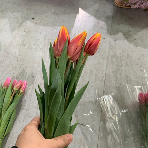 사직생화에서 인기있는 린반 튤립 빨노 생화 한단10송이!
