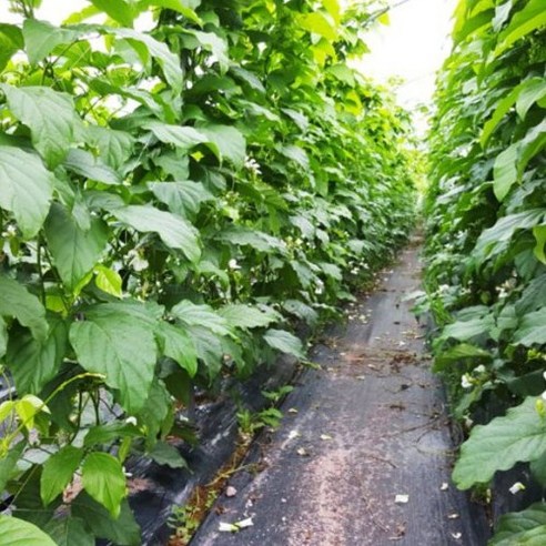 건강과 맛을 모두 잡은 하루한티 무농약 국내산 HACCP인증 작두콩차