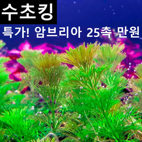 수초킹 초보수초 암브리아 20촉 만원