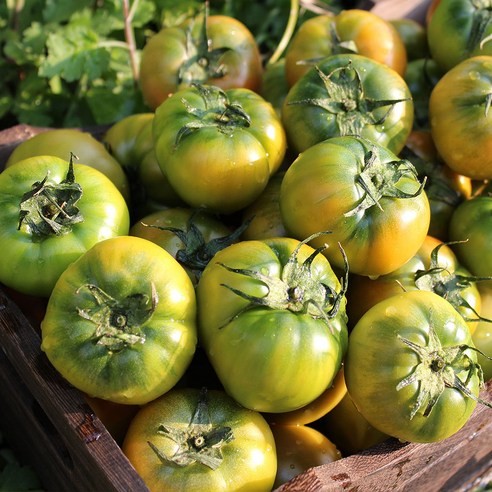 짭짤한 행복, 당도선별 대저토마토 짤짭이