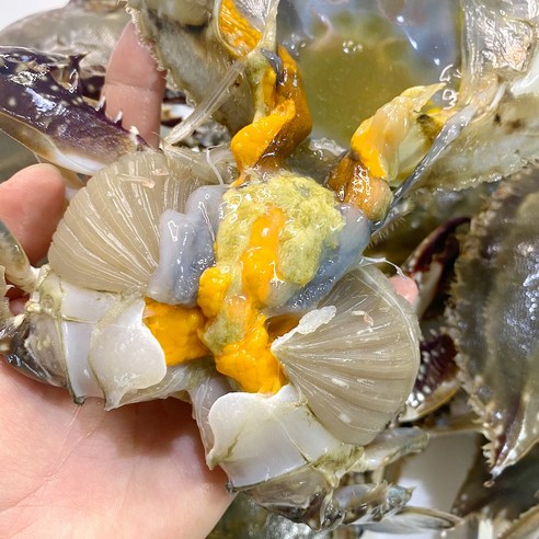 콩여사네 산지직송 알배기 봄 암꽃게, 1개, 1kg(3~4마리) 꽃게제철 콩여사네 산지직송 알배기 봄 암꽃게, 1개, 1kg(3~4마리) 꽃게제철