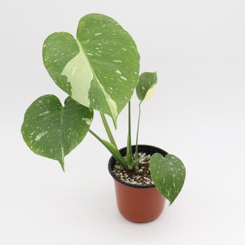 가성비 몬스테라로 완성하는 싱그러운 플랜테리어