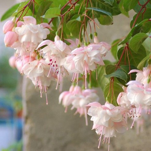 툭, 걸어두는 행복! 핑크빛 마시멜로 후크시아로 베란다 정원 완성 후쿠시아