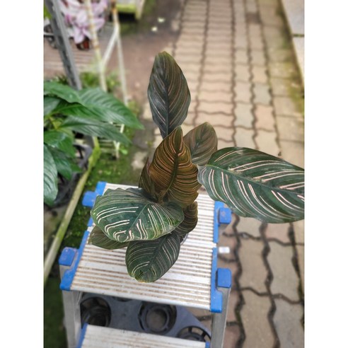 수입 칼라데아 오나타 소품 20-35cm 55, 1개