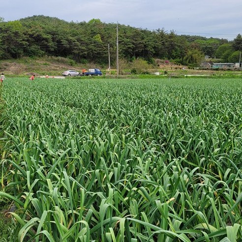 24년 국산 창녕 햇마늘 직접재배 산지직송 통마늘 저장 장아찌 마늘 대크기 3kg 5kg 10kg, 5kg(대), 1개