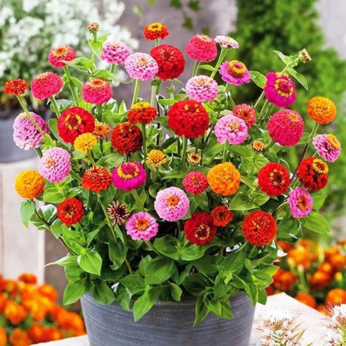 [OKㅣ강추] 백일홍의 축제: 백일홍 꽃씨를 통한 정원의 생기 불어넣기 [OKNOWㅣ추천상품]