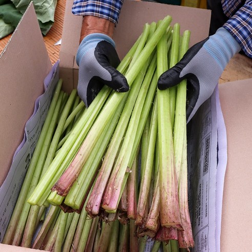 산지직송 당일수확 잎제거 머위대 1kg 내외 머웃대 머위줄기, 1개
