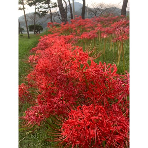 꽃무릇(석산) 상사화 구근 50구/대량구매 가능, 1개 
원예/가드닝