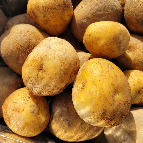 [엄지척농산물] 2023년수확 고소한 국내산 햇 수미감자 3kg / 5kg / 10kg, 수미감자(중) 3kg, 1개