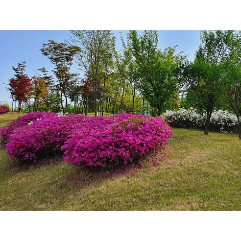 봄을 담은 아름다운 선물, 영산홍 개화주 5주 세트