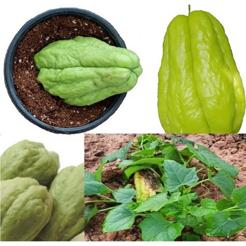 아라리의 고장 정선 자연이 키운 종자용 차요테 1Kg(3~4개)(생산자 직판), 1박스