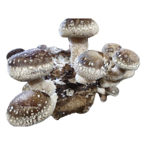 신선한 송향버섯 – 국내산 송고 송화 송이표고 화고버섯 선물용 버섯