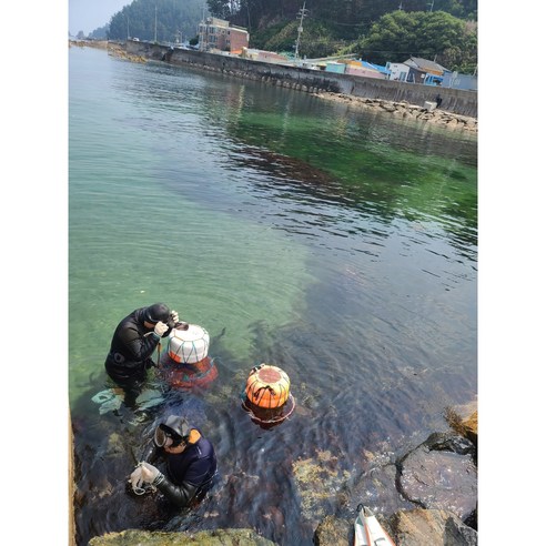 국내산 해녀 채취 보라성게알 우니: 바다의 진정한 진미
