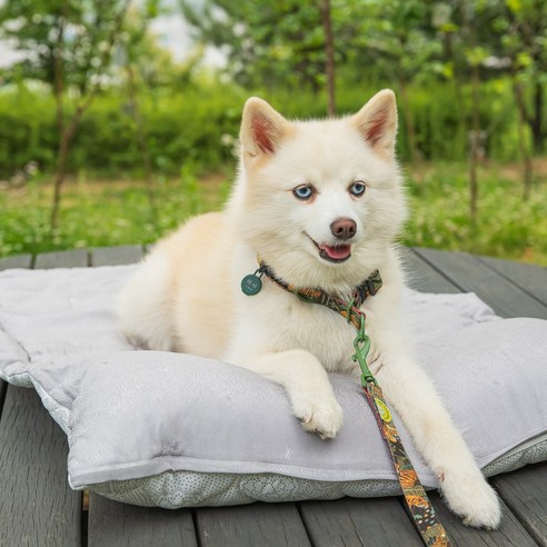 더위를 잊을 수 있는 반려견의 편안한 피난처
