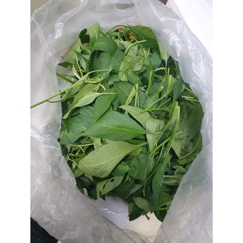 [부드러운] 생고추잎 2kg 고춧잎나물 고추순, 1개