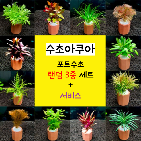 "물멍" 입문, 어렵지 않아요! 초보도 쉽게 키우는 수초로 나만의 작은 수족관 만들기 포트수초