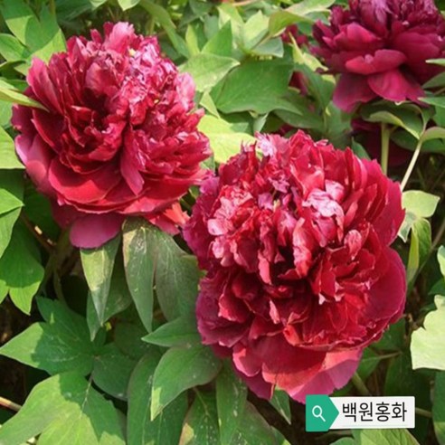 목하원예조경 명품 겹목단 묘목 (백원홍화) – 개화주 3지, 1개 홍화산사나무 목하원예조경 명품 겹목단 묘목 (백원홍화) – 개화주 3지, 1개 홍화산사나무