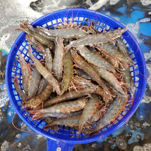 그대의밥상 국산 생물 흰다리새우, 1kg (25미 내외), 1개