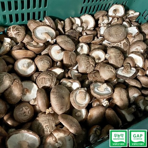 신선하고 안전한 영양가득한 선택: GAP인증 무농약 생표고버섯