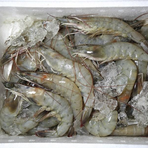 [재판매기념] 국내산 흰다리새우 1kg (35미내외) 2kg (70미내외) 제철 세척 신안군 활급냉