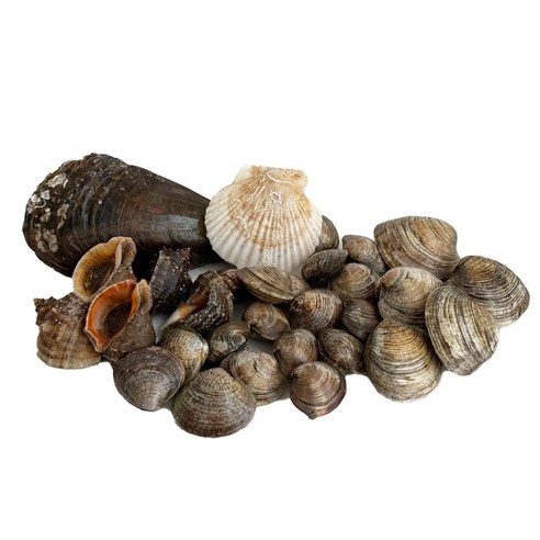 주말 캠핑, 텅 빈 냉장고? 걱정 마세요! 신선함 가득 조개구이 세트 하나면 준비 끝! 조개구이