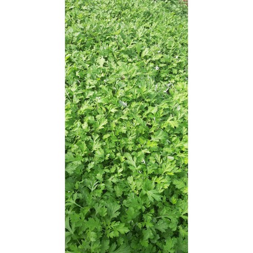 봄 향기 가득한 식탁, 무농약 쑥으로 건강을 채우다