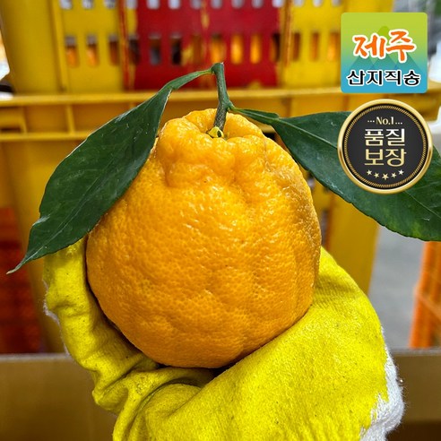 산지직송 제주도 당도보장 한라봉 3kg 5kg 가정용/선물세트, 3.한라봉 [못난이] 3kg