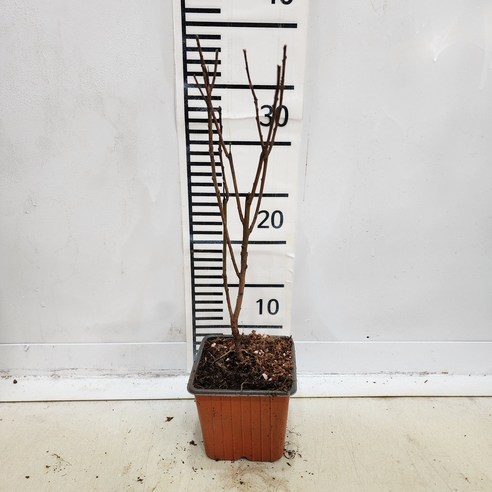 자줏빛 안개, 정원을 물들이는 로얄퍼플 안개나무