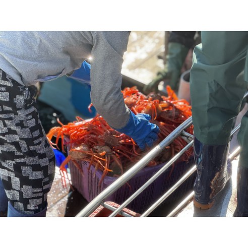 포항 구룡포 선주직송 박달홍게: 최상의 제철 해산물 향연