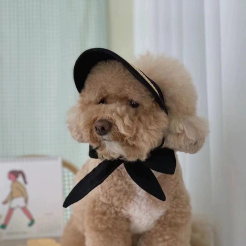 컴인펫 반려동물 썬캡 아소비진 강아지 고양이 겸용 모자, 블랙, 1개