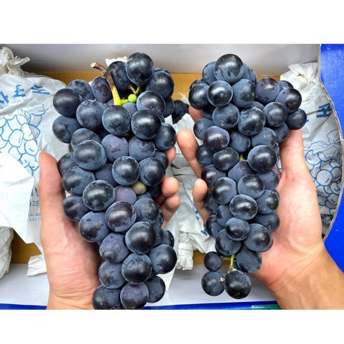 프룻데이 송산포도, 달콤한 유혹을 지금 만나보세요!