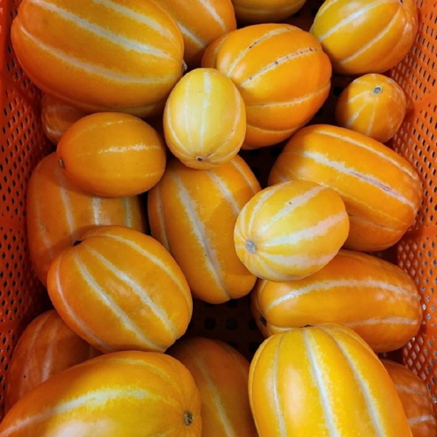 햇살 품은 달콤함, 달코미 성주 참외