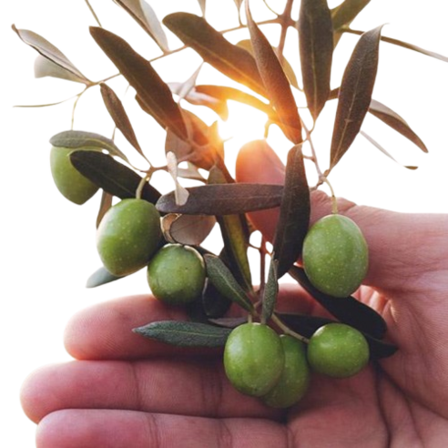 매일 아침, 건강과 활력을 선물하는 정재형 올리브 오일