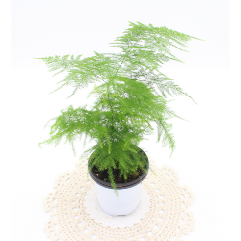 아스파라거스, 삭막한 공간에 생기를 더하는 초록빛 행복