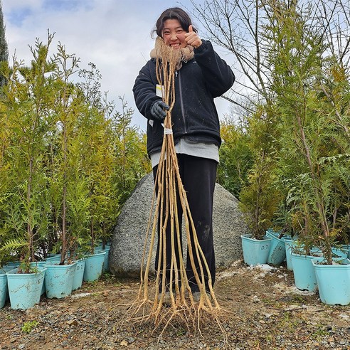 정원의 로망, 핑크벨로 배롱나무로 완성하는 꿈결 같은 공간