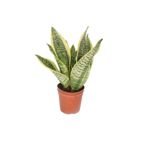 답답한 공간에 싱그러움을 더하는 산세베리아 슈퍼바