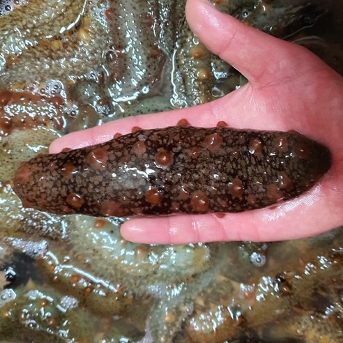 통영 자연산 해삼: 맛과 건강의 조화