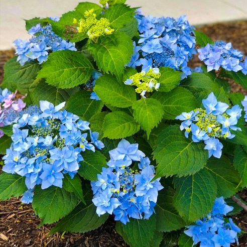 핑크빛 설렘, 제주 겹산수국으로 우리 집 정원을 특별하게!