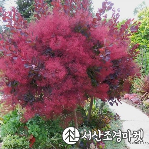 신비로운 자줏빛 안개, 로얄 퍼플 안개나무 묘목으로 정원을 예술 작품처럼 자엽안개나무