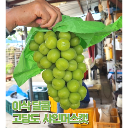 [제철365] 아삭 달콤 망고향 샤인머스켓 프리미엄 선물용 가정용, 1개, 2kg (특품)