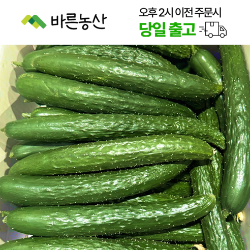 바른농산  국내산 오이 가시오이 청오이 못난이상품, 1개, 3kg Best Top5