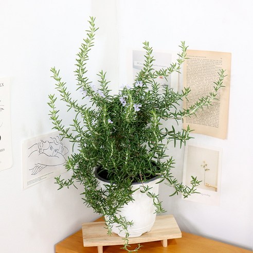 향긋한 로즈마리로 일상에 싱그러움을 더하세요!
