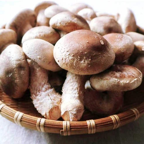 백두대간농수산 경북 영양 생 표고버섯 1kg 무농약 송이버섯 향 가정용 선물용 착한송이, 1kg(가정용 알뜰)